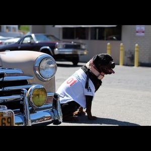 Meet your Posher, Gilbert